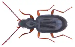 Bembidion fulvipes