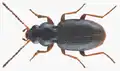 Bembidion gilvipes