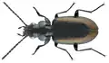 Bembidion glaciale