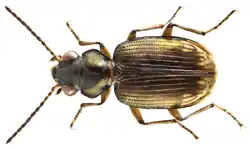 Bembidion niloticum