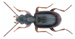 Bembidion normannum