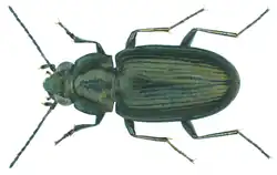 Bembidion quadricolle