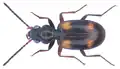 Bembidion quadrimaculatum