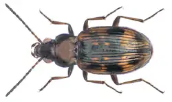 Bembidion semipunctatum