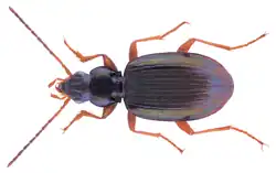 Bembidion stephensii