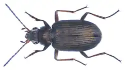 Bembidion striatum