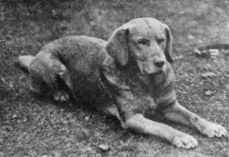 «Ben of Hyde», primer labrador amarillo reconocido.