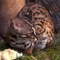 Gato de Bengala (Prionailurus bengalensis)