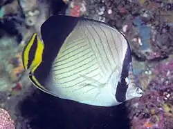 Chaetodon decussatus