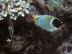 Chaetodon ephippium alimentándose en Acropora, en Sulawesi, Indonesia.