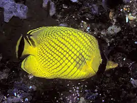 Chaetodon rafflesii