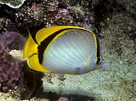 Chaetodon selene