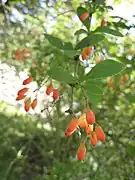 Frutos de Berberis sp.