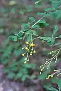 Berberis wilsoniae