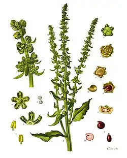 Beta vulgaris var. rapa Dum.