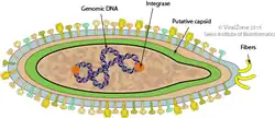 Cápside del género Betafusellovirus que infecta arqueas.