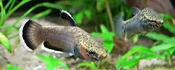 Betta albimarginata