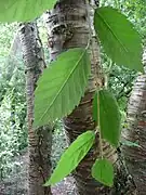 Betula alleghaniensis.