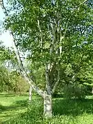 Betula luminifera.