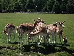 Gamos del parque de la Tête d'Or