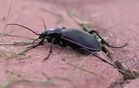 Carabus violaceus