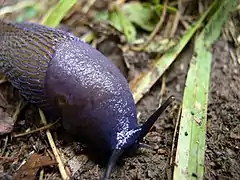 El manto y la cabeza de esta babosa (Bielzia coerulans) son lisos, mientras que el resto del cuerpo es tuberculado.