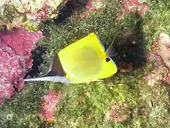 F. longirostris en el Parque Marino de Bunaken, Sulawesi, Indonesia