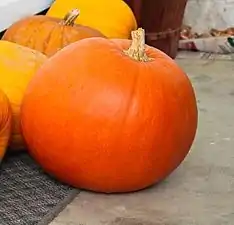 Cucurbita maxima 'Big Max' es el utilizado en lámparas de Halloween gigantes.