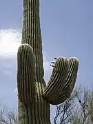 Saguaro