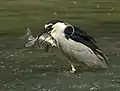 Martinete común (Nycticorax nycticorax).