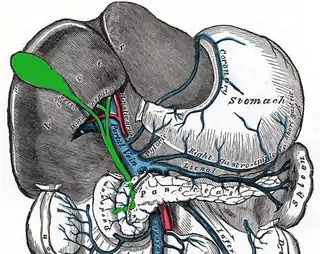 Vena porta hepática y sus tributarias.