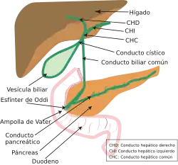 Sistema biliar.