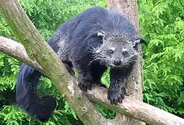 civet