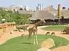 Jirafa en el Bioparc, de fondo antílopes africanos (impalas).