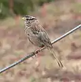 Espécimen de la subespecie nuttalli en lareserva estatal de Point Lobos (California)