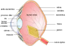 Diagrama mostrando la posición del anillo esclerótico dentro del ojo de un ave