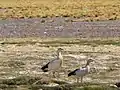 Pareja de piuquenes en la laguna Santa Rosa, Atacama, Chile