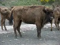 Hembra de bisonte europeo.