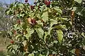Bixa orellana con frutas.