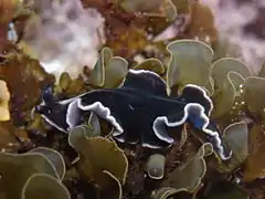 Pseudoceros sp., Sydney