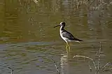 Himantopus mexicanus Especie que habita Humedal de Batuco