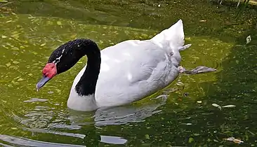 Cisne de cuello negro