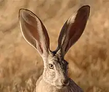 Lepus californicus