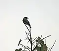 En Banyan posado sobre un Ficus benghalensis en Jayanti en la reserva Buxa Tiger en el distrito de Jalpaiguri de Bengala Occidental, India.