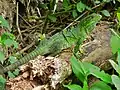 Los juveniles son típicamente color verde y se vuelven de color gris y negro con el tiempo, Parque Nacional de Santa Rosa, Costa Rica (7 de octubre de 2006).