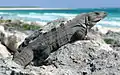 Una hembra en la isla de Cozumel en Quintana Roo, Mexico (2 de febrero de 2008)