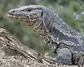 Varanus salvator un varano.
