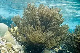 Plexaura homomalla, Bonaire