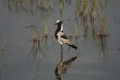 En el delta del Okavango (Botsuana).