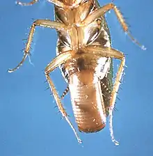 Blatella germanica con ooteca.